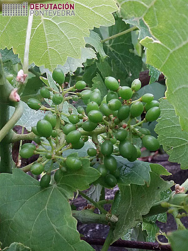 Vid - Grapevine - Vide >> 20190619_Tamaño da uva nalgunha planta de treixadura.jpg